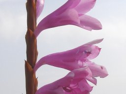 Watsonia confusa flowers